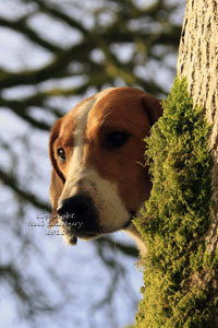 Foxhound portraits by Neil Salisbury Betty Fold Gallery